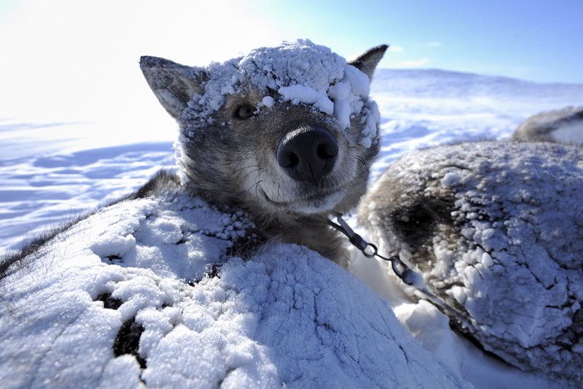 Sled snow dogs wallpaper | 2560x1600 | 348884 | WallpaperUP Ultra HD Husky  ...