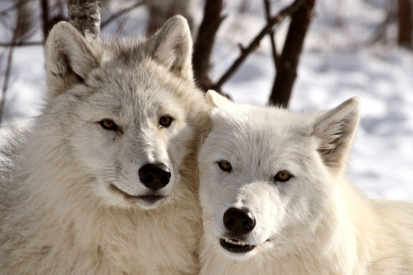 baby-arctic-wolf-pics-wallpaper.jpg