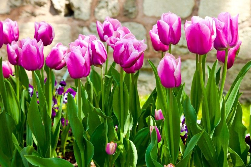 Beautiful pink tulips HD Desktop Wallpaper