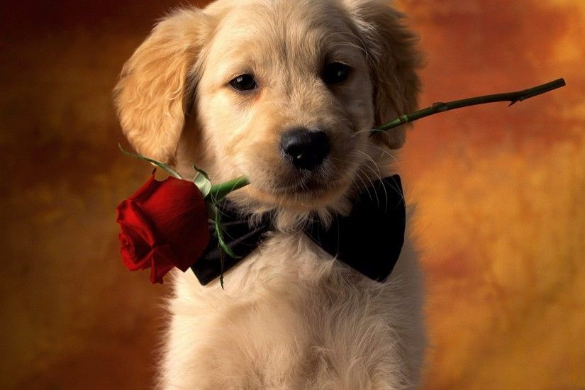 Animal - Dog Red Rose Rose Puppy Pet Animal Cute Wallpaper