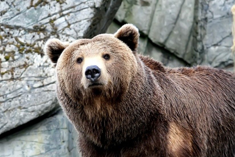 Wet Bear Wallpaper Bears Animals Wallpapers