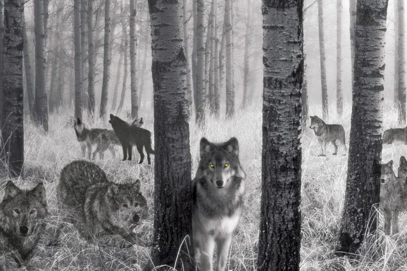 Wallpaperres.com | Wolf Pack in Wild Life Wallpaper 01