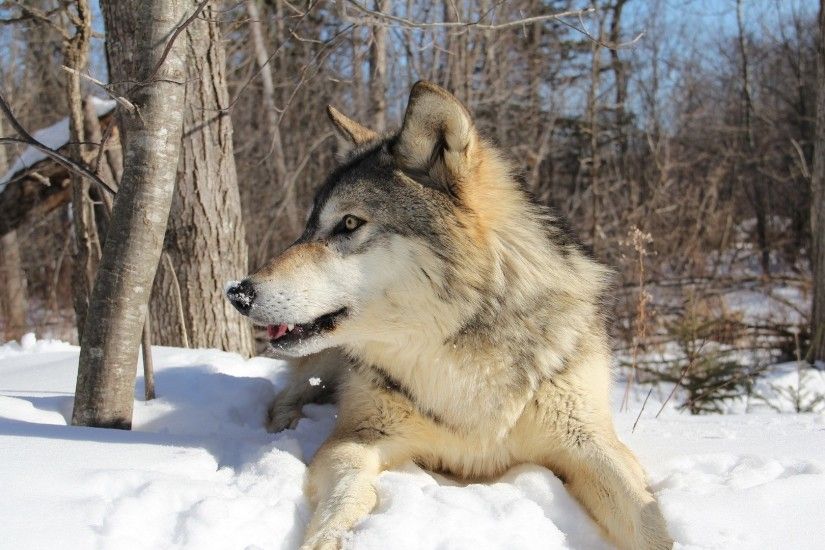 Preview wallpaper wolf, snow, winter, lie, predator 1920x1080