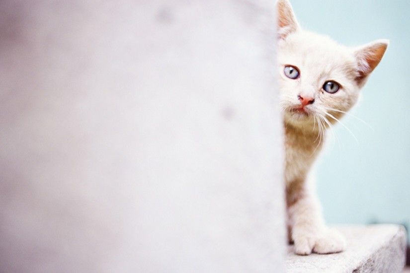 Little, White, Cat, Widescreen, High, Definition, Wallpaper, Desktop,  Background, Download Wallpaper, Backgrounds For Iphone, Colour, 1920Ã1200  Wallpaper HD