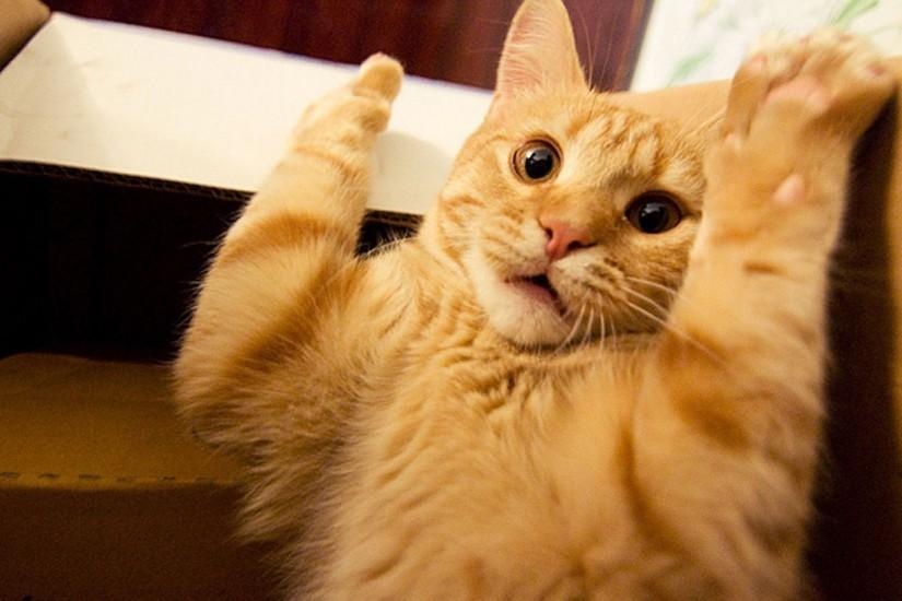 Funny Cat Pictures Tumblr - Desktop Wallpaper, HD Wallpapers .