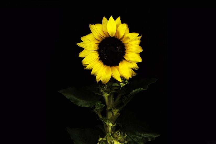 download free sunflower wallpaper 1920x1200 for windows