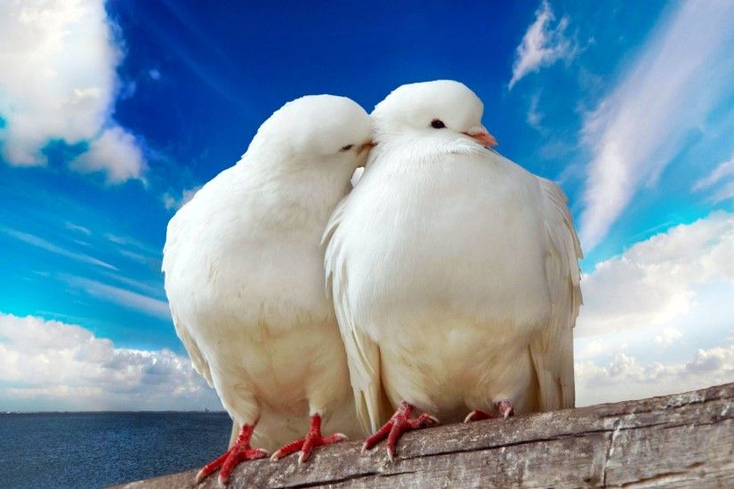 Lovely pigeon couple kissing