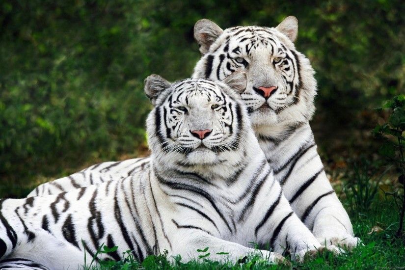 HD Wallpaper | Background ID:277017. 1920x1200 Animal White Tiger