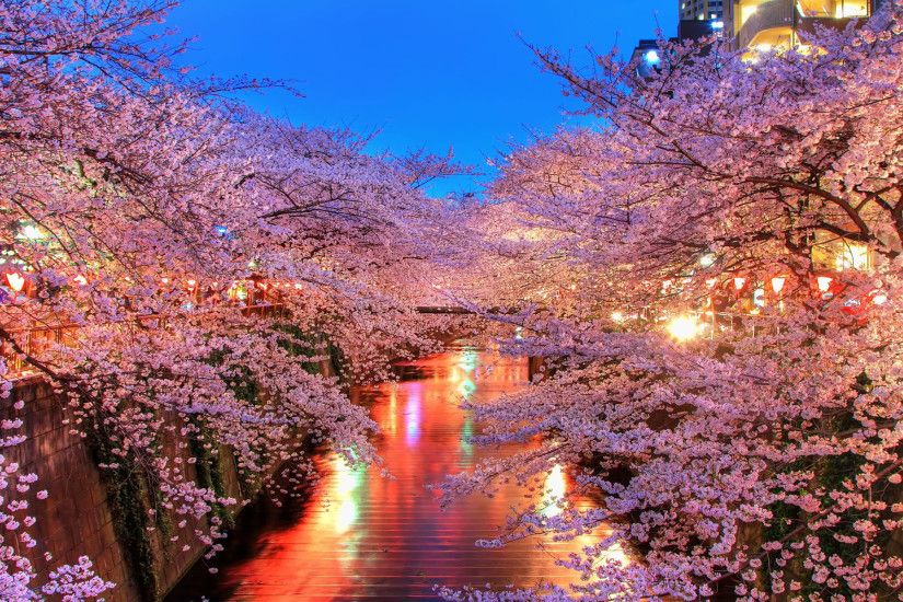 Sakura Wallpaper Desktop