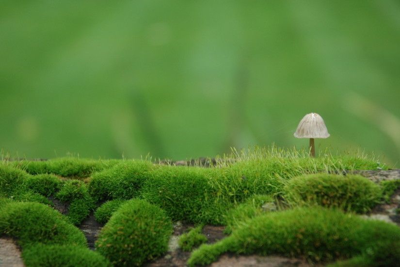Earth - Mushroom Wallpaper