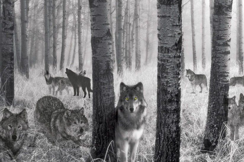 Watcher In The Woods Grey Wolf HD desktop wallpaper Widescreen