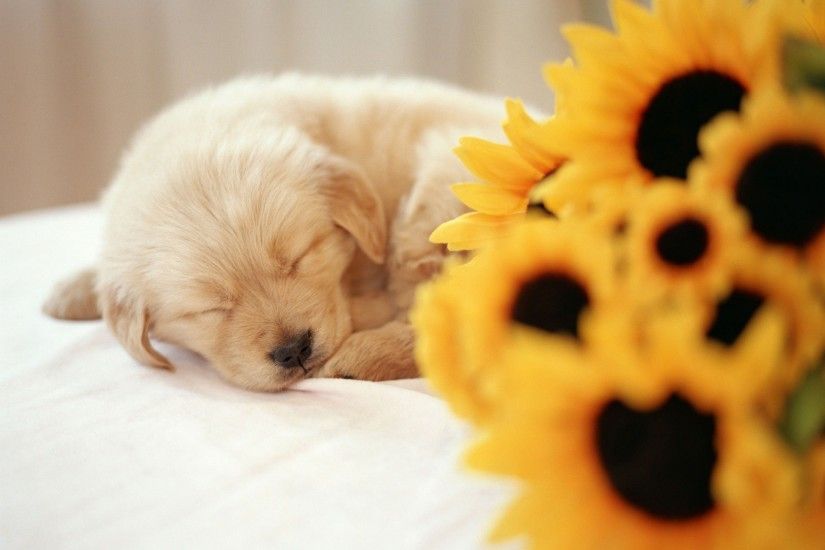 Sleeping Puppy Wallpaper Dogs Animals Wallpapers