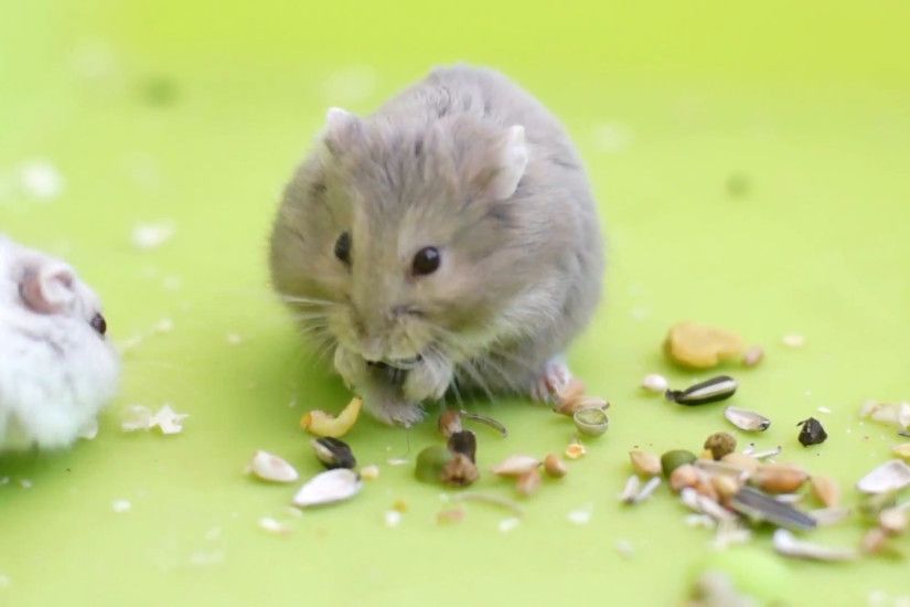 Hamster eating seeds Cute hamsters eating seeds Stock Video Footage -  VideoBlocks