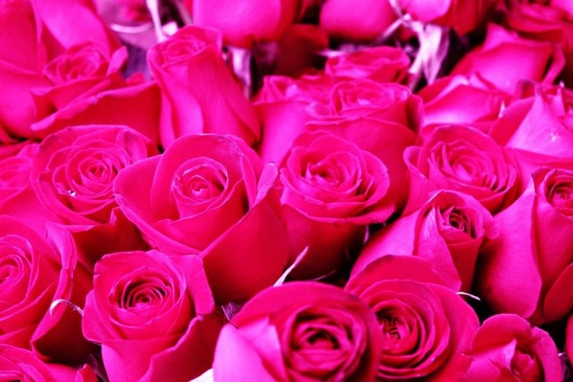 Beautiful Pink Roses On Pastel Background Stock Photo 109588046 .