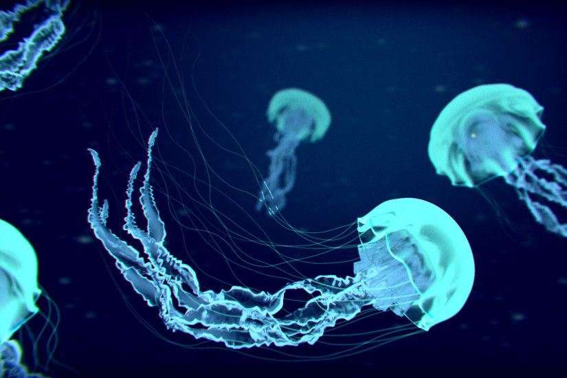 ... Jellyfish Wallpapers, Jellyfish Backgrounds for PC - 100% Quality .