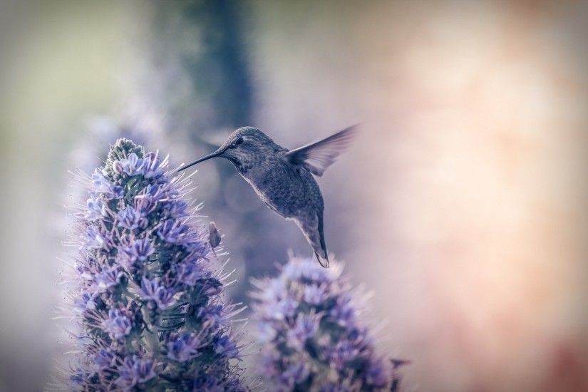 hummingbird background downloads. Â«Â«