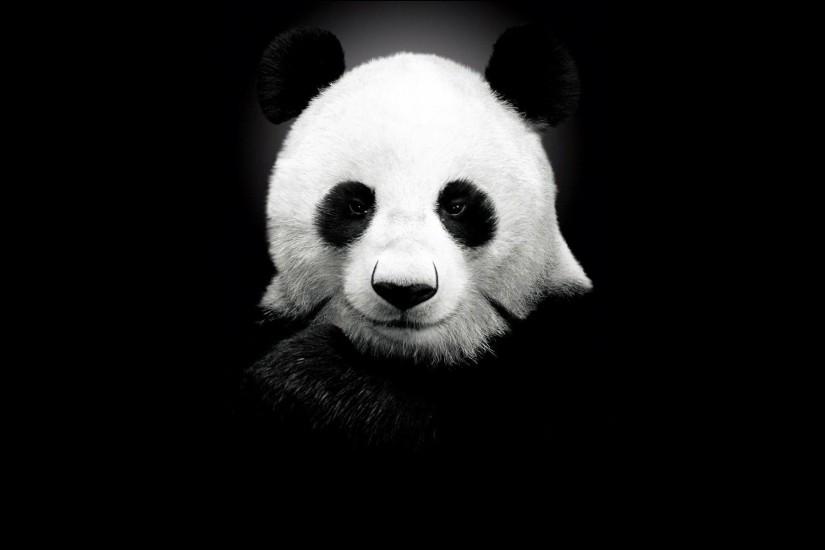 Panda Bear Background - Wallpaper #