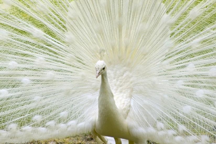 Wallpapers For > White Peacock Wallpapers