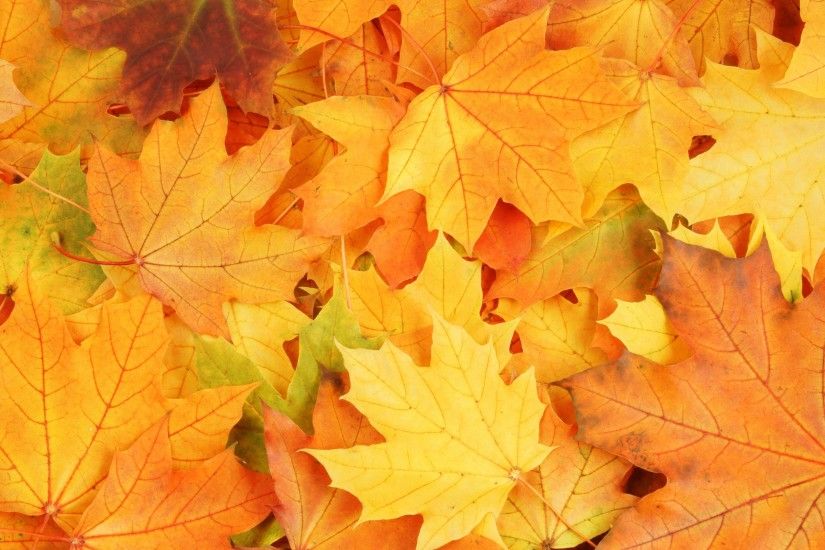 Autumn-season-yellow-maple-leaves-fall-wallpaper-background-