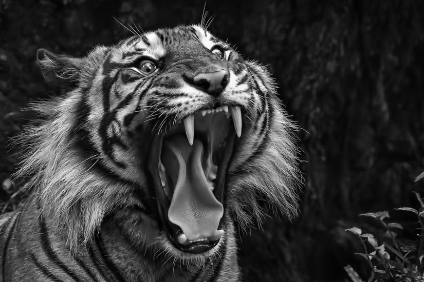 Black And White Tiger Wallpapers (44 Wallpapers)