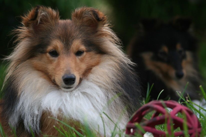 The group is very popular under breeders but everyone who is interested in  the true and original British type Sheltie can become a member.