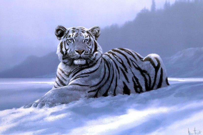 White Tiger Wallpaper Tigers Animals Wallpapers in jpg format for