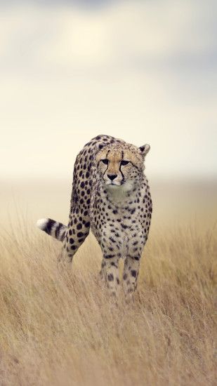 Black Cheetah Wallpapers Wallpaper Ã Cheetah Images 1080Ã1920