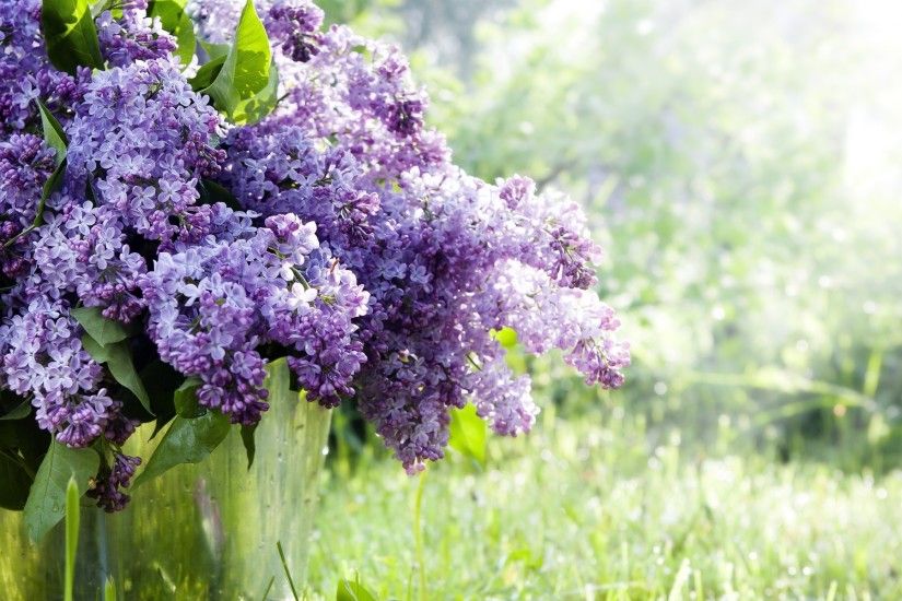 Lilac Wallpapers HD, Desktop Backgrounds, Images and Pictures
