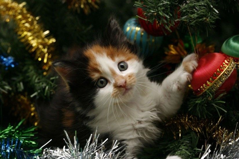 christmas tree new year cat garland fur HD wallpaper