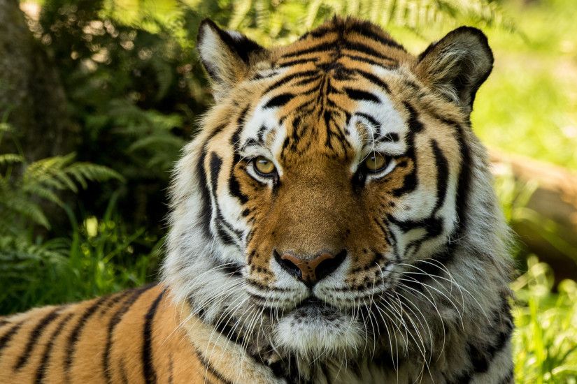 Vladimir Siberian Tiger at Dartmoor Zoo