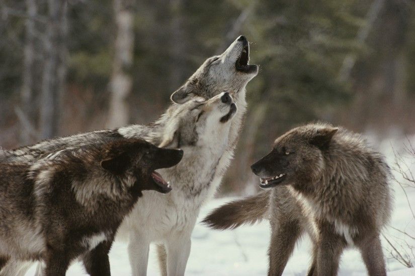 wolf, flock, snow, winter, howl