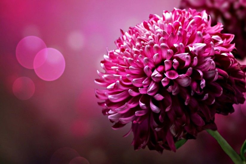 Pink Flower Picture