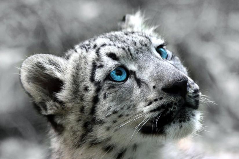 HD Wallpaper | Background ID:411896. 2560x1600 Animal Snow Leopard. 17  Like. Favorite