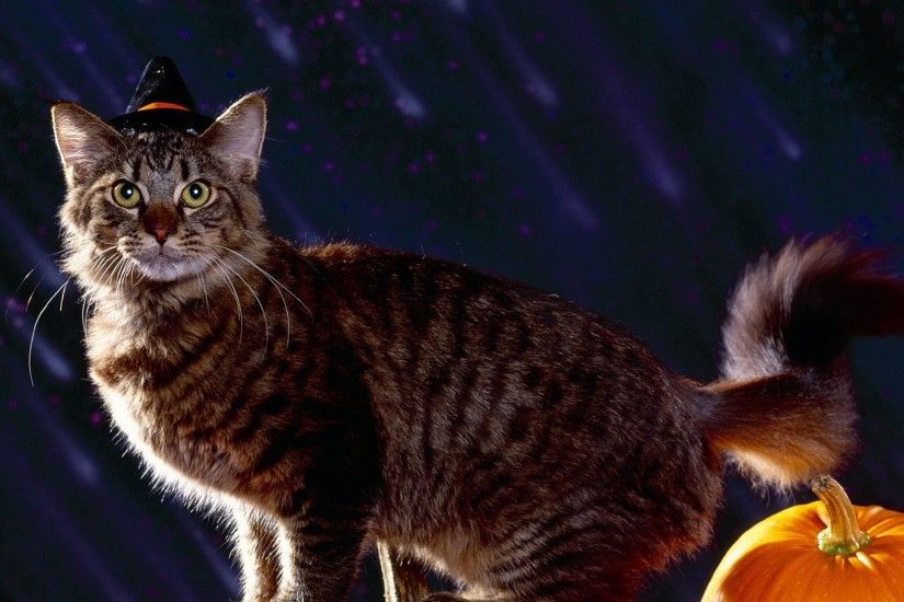 2560x1440 Wallpaper cat, halloween, fluffy, pumpkin