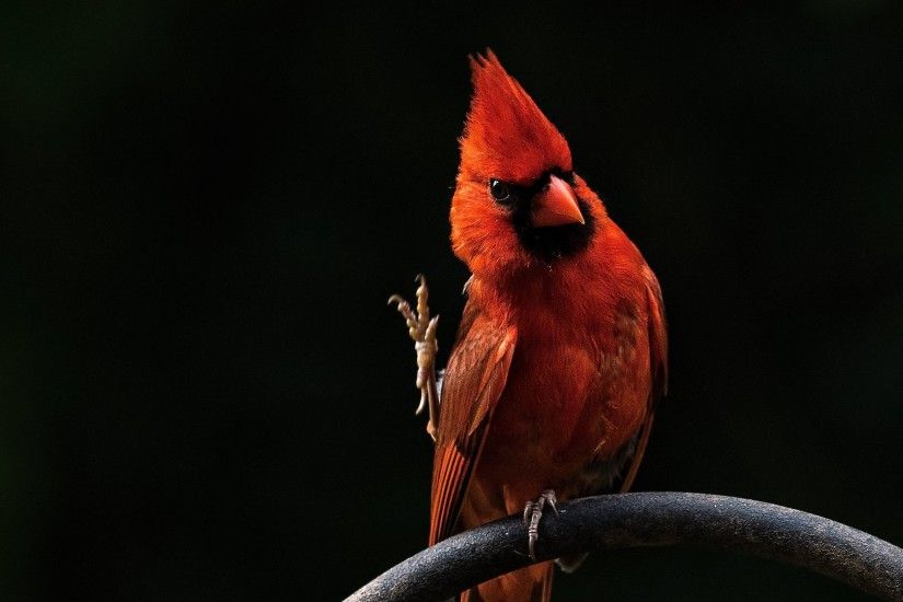 red-bird-feathers-39.jpg