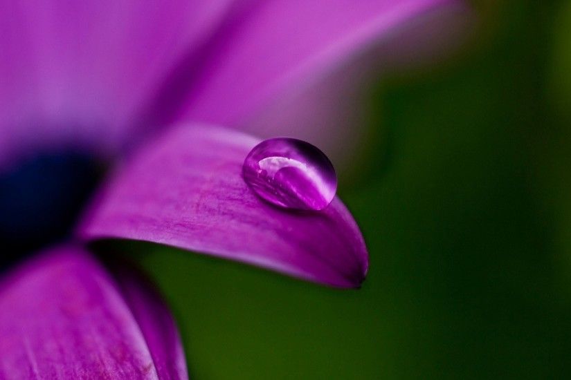 Beautiful Flowers Droplets HD Photos