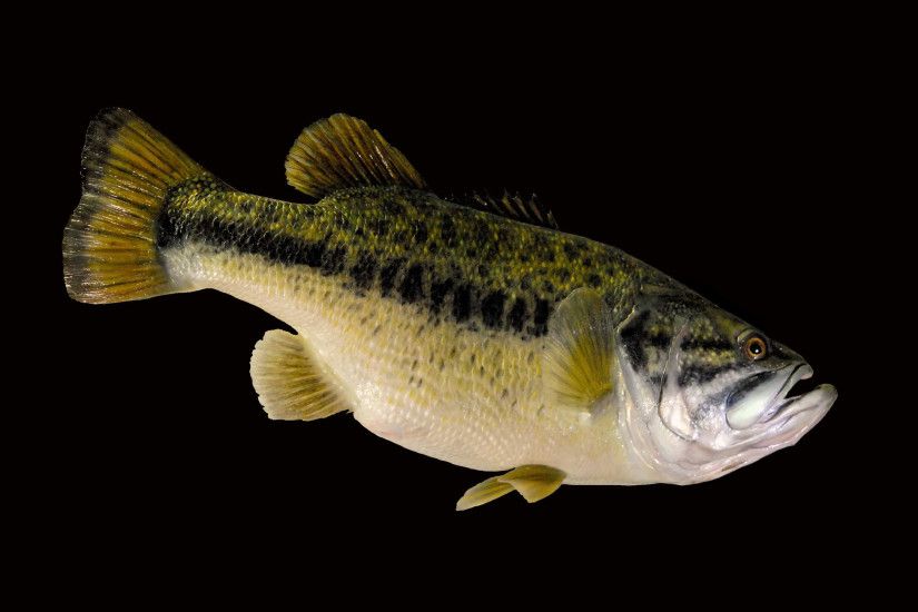 Largemouth Bass Taxidermy Mounts Image source from this