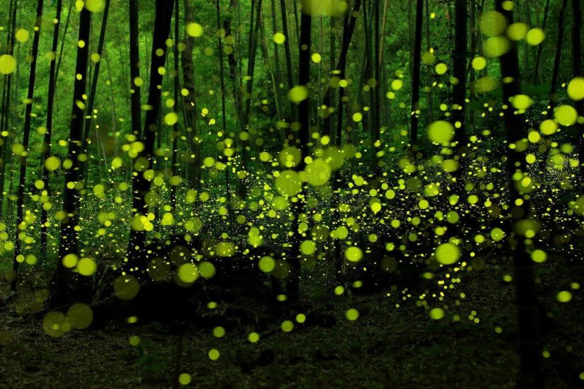 Free Download Fireflies Photos.