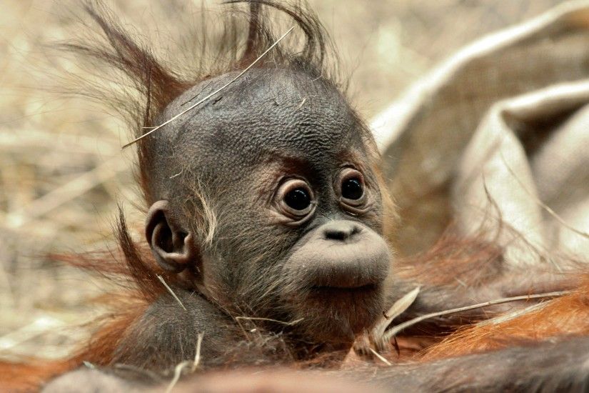 Funny Hair Baby Ape Wallpapers Pictures Photos Images2560 x  1600982.5KBwww.mrwallpaper.com