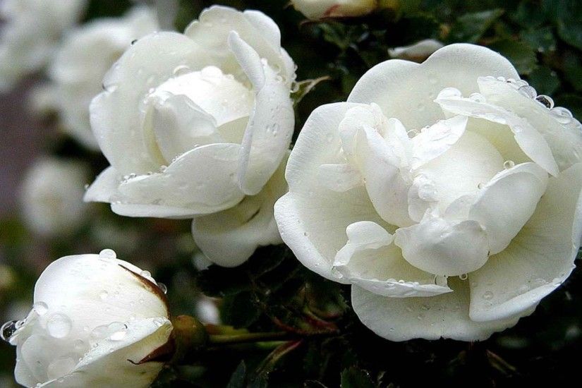 White Rose HD Flowers Wallpaper