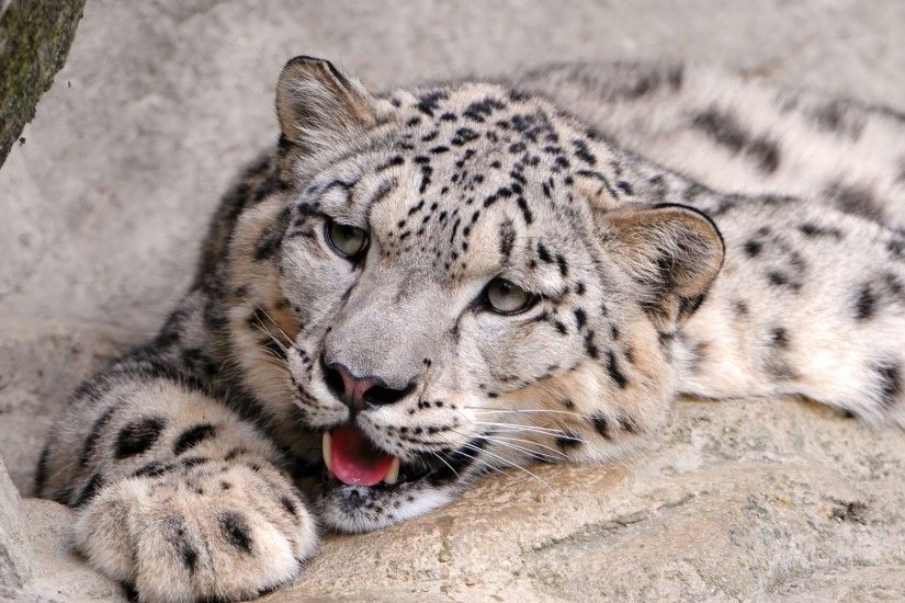 Download now full hd wallpaper snow leopard fang predator ...