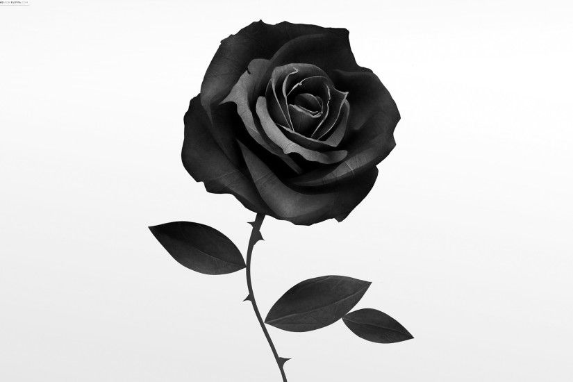 Best Black Rose. Â«