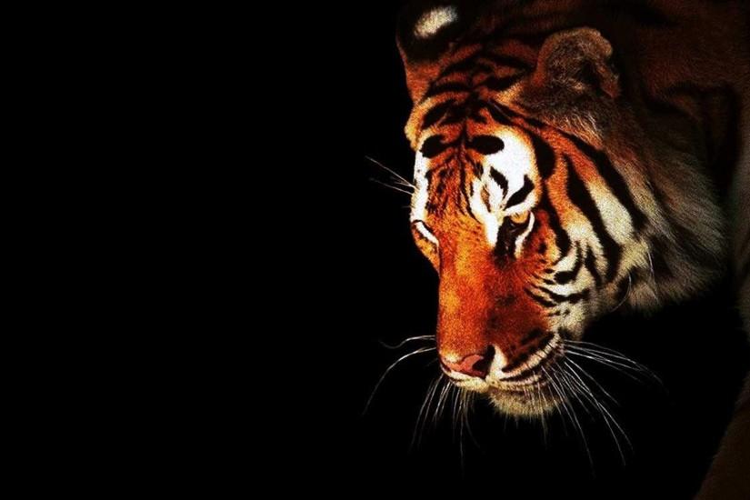 Tiger wallpaper - .