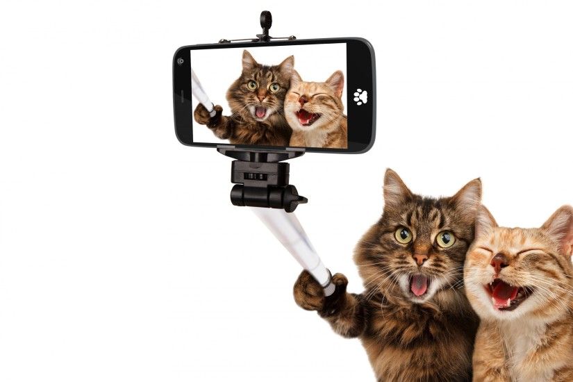 General 2560x1600 animals cat pet selfies smartphone selfie stick humor white  background photo manipulation laughing Photoshop