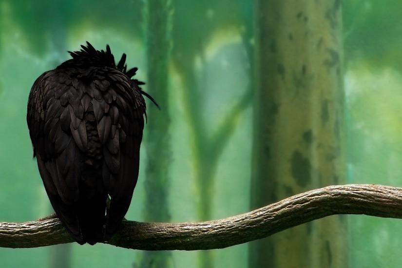 Animal - Crow Wallpaper