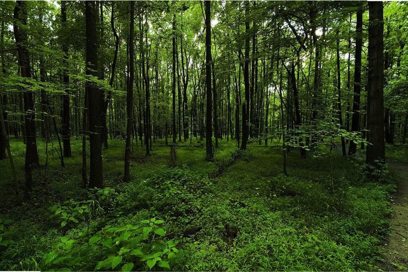 best dark forest background 1920x1200