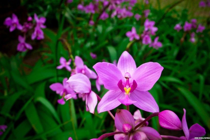 Purple Orchid 748331