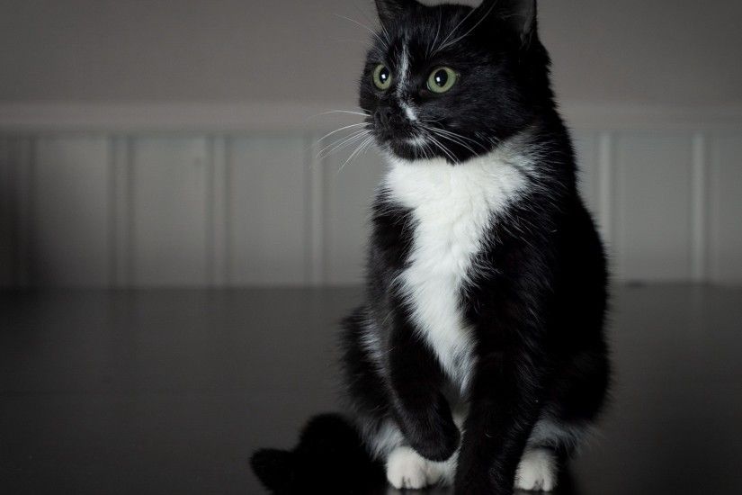 1920x1080 Wallpaper black cat, white paws, baby
