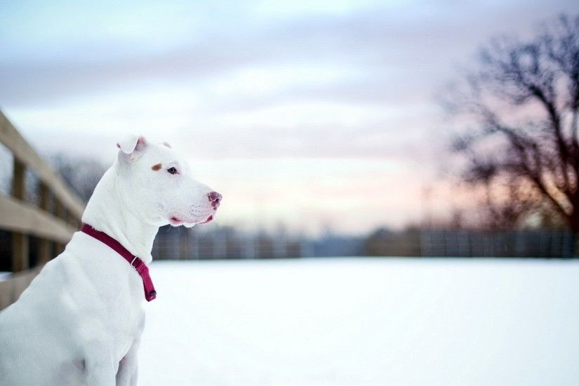 3 American Pit Bull Terrier HD Wallpapers | Backgrounds - Wallpaper Abyss