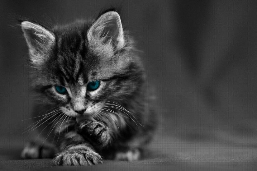 Preview wallpaper cat, black white, blue, eyes, baby, beautiful 3840x2160